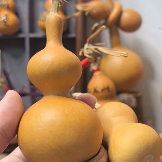 葫芦偶然的小葫芦