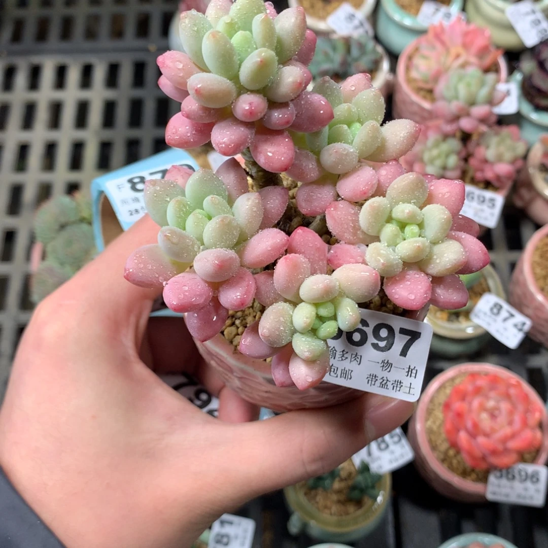 5厘米盆精控多肉3697