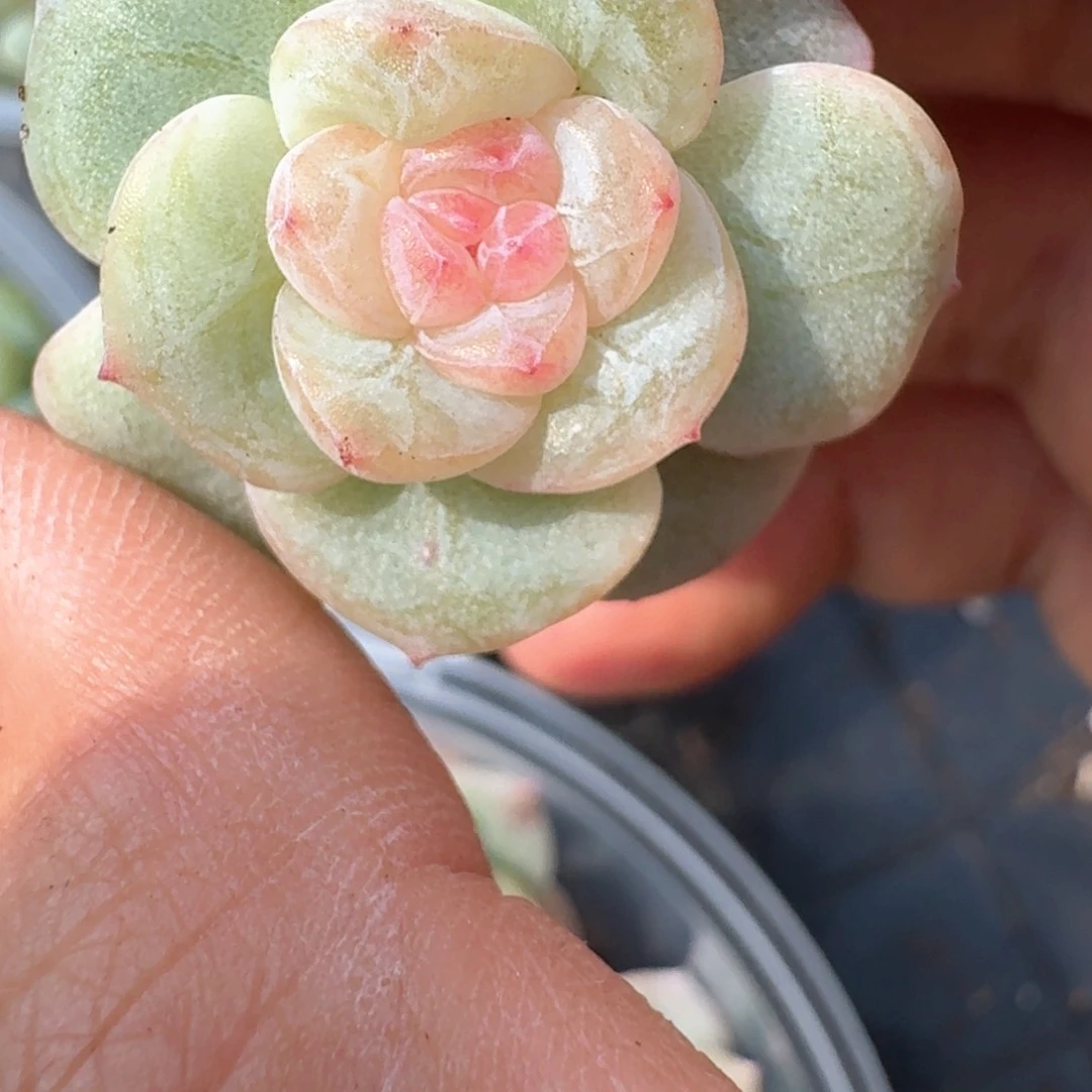 0628-014-晴天三单头