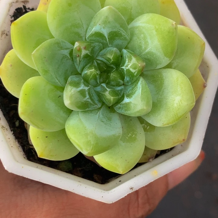 绿泡泡 珍妮 （满9.99包邮不满9.99发叶子）