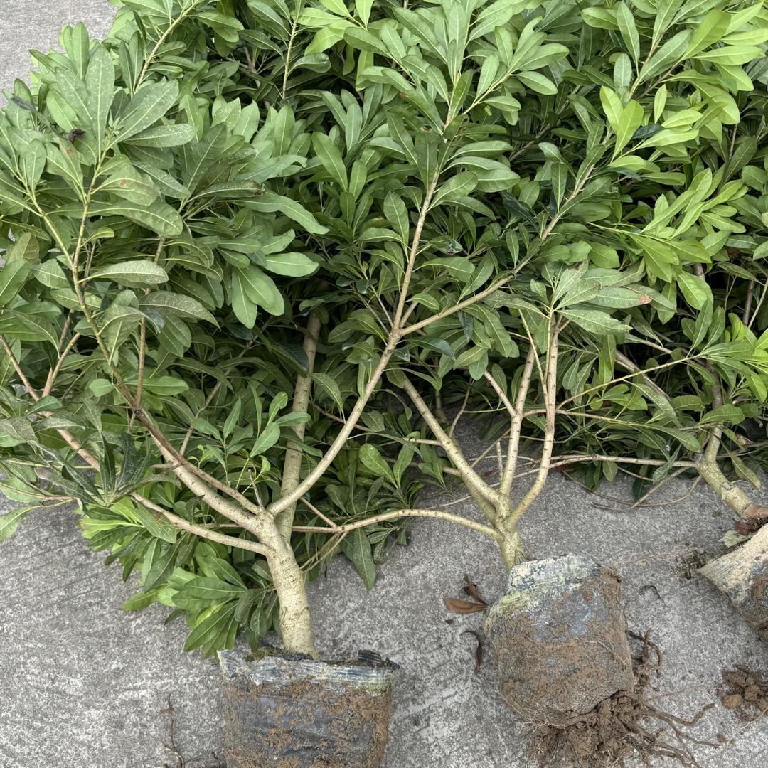 东魁黑炭杨梅苗中小苗带土球庭院盆栽地栽易种好打理