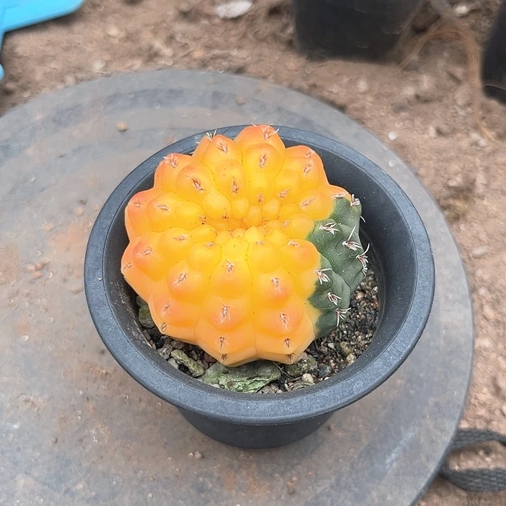 完全开放白刺瑞玉一个一一一一一一一