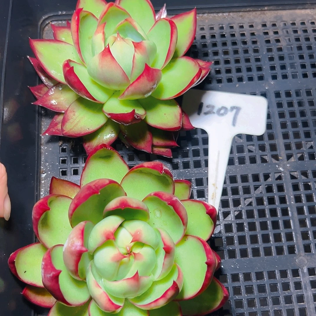 惊鸿仙子两颗1207号