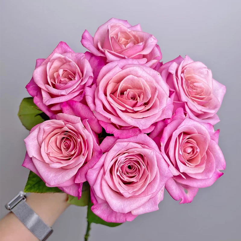 【草莓慕斯】玫瑰【3单包邮顺丰空运/95%市区次日达】