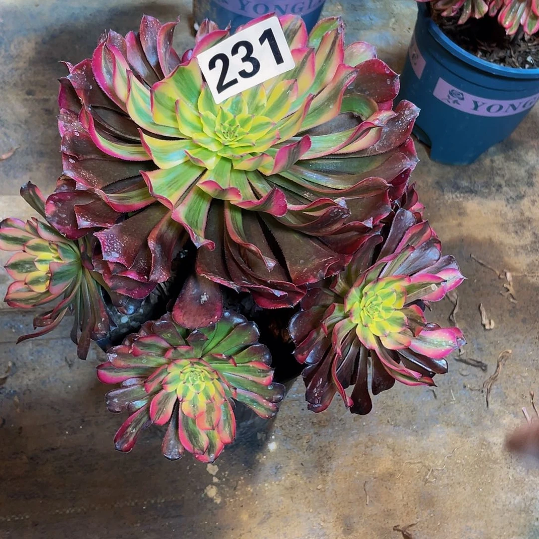 多肉法师231号月婵发货不包损