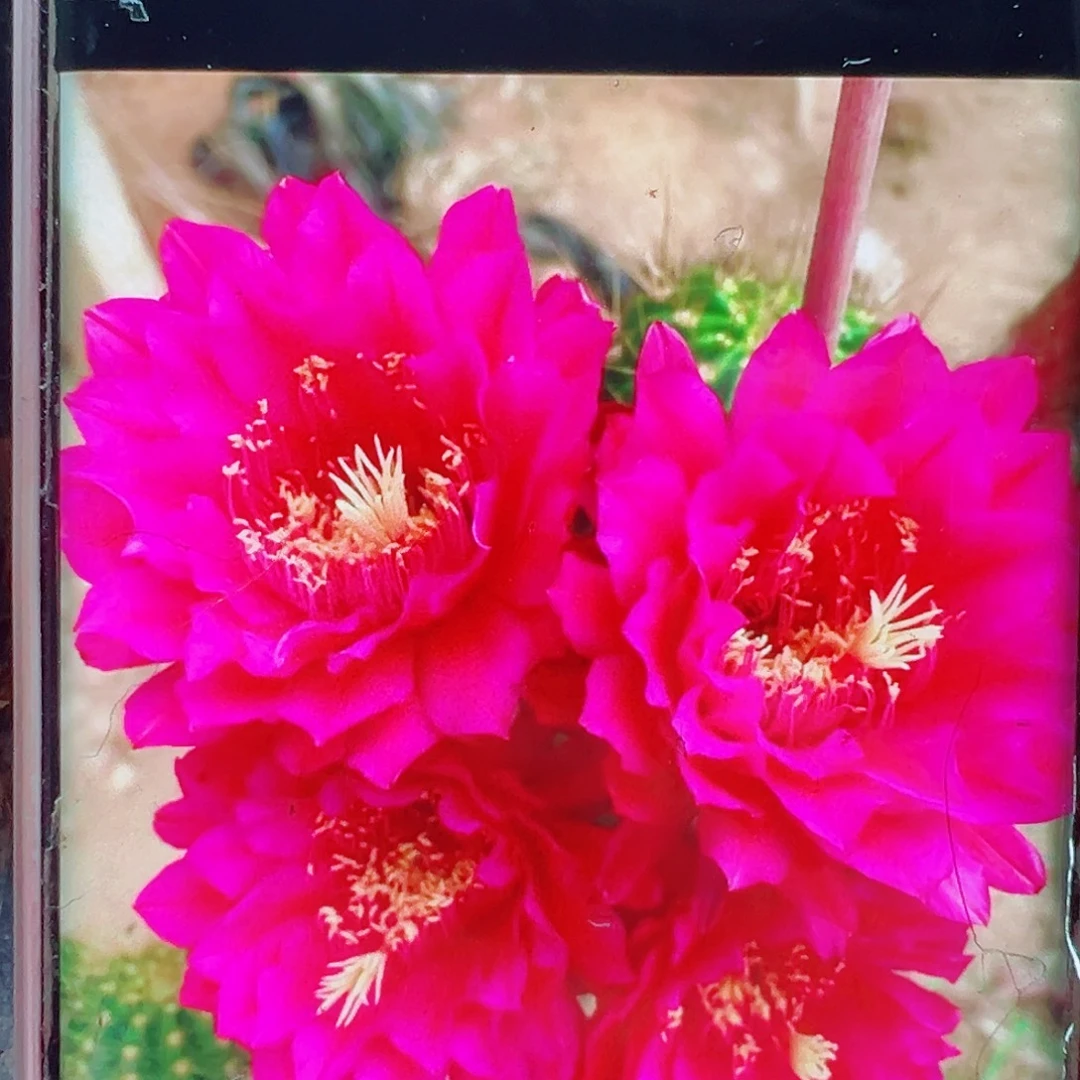 毛花柱杂一侧芽 20 包邮