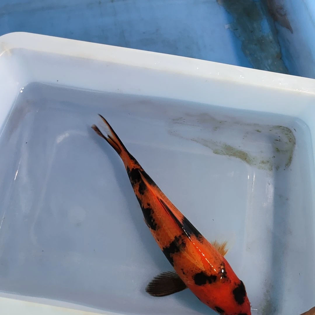 海水鱼红白大正昭和菲血白写