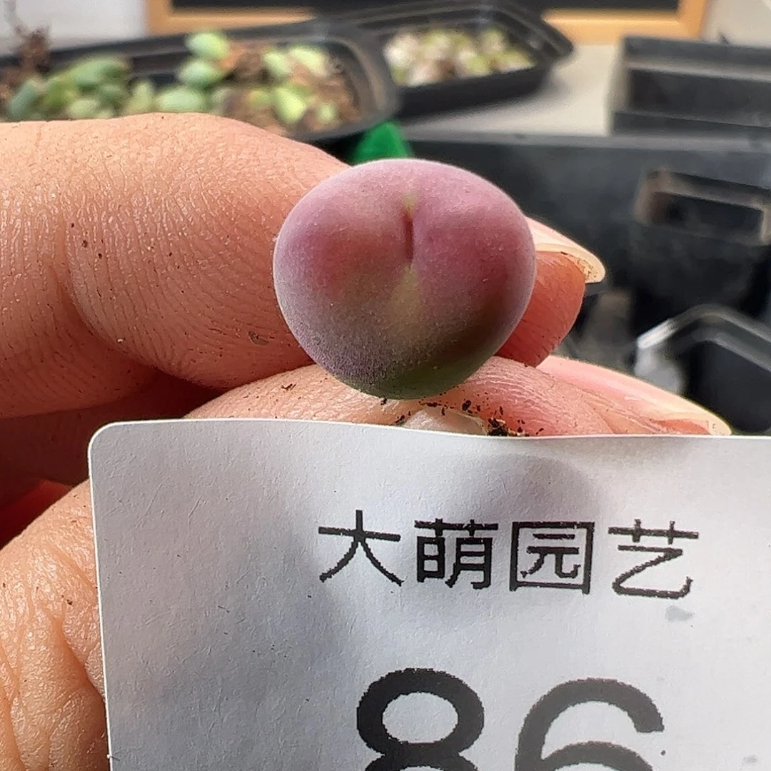 一物一拍。 杂交桃心86