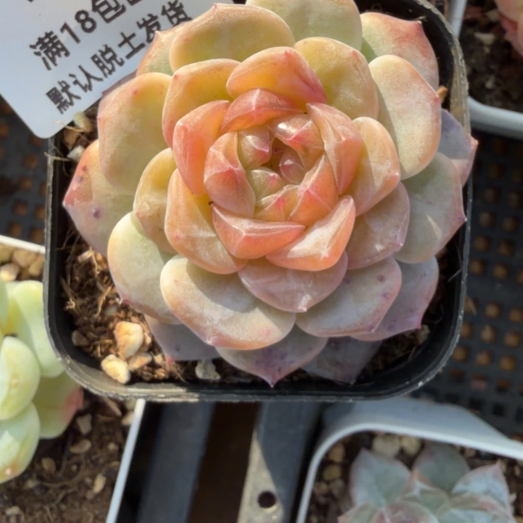 ****s东篱下多肉植物哈哈哈