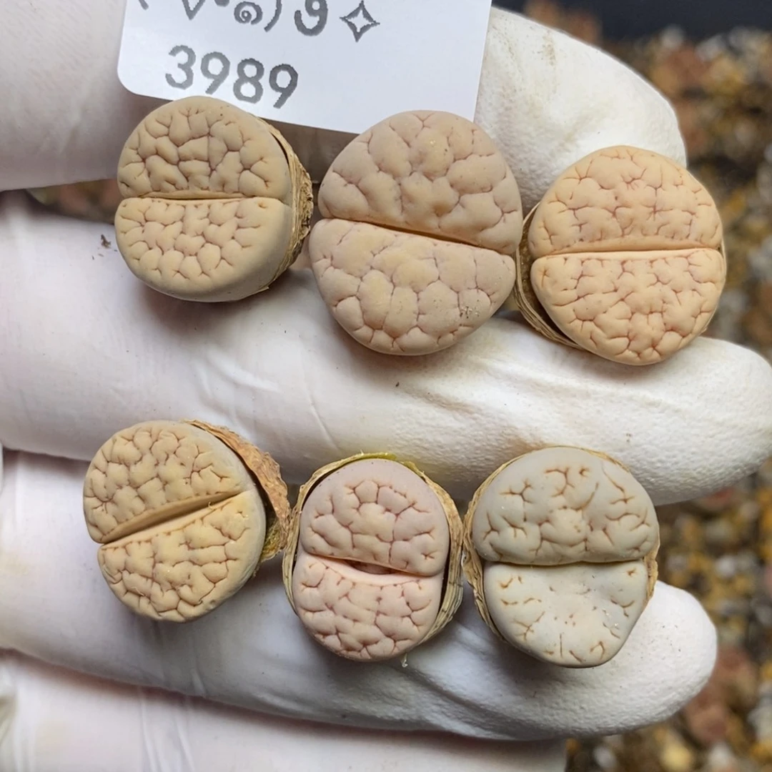 3989。189荒玉。。。。