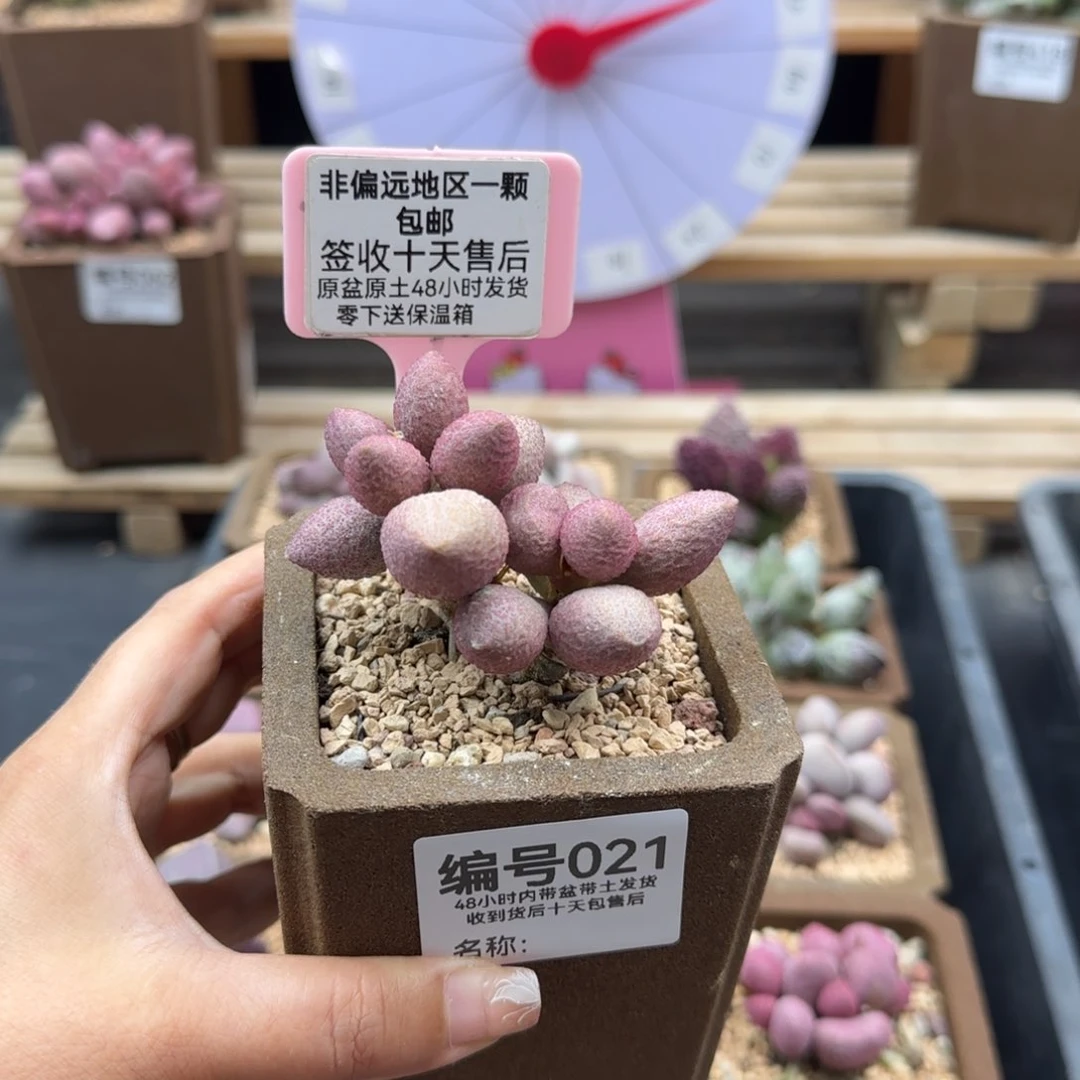 飔*021服部多肉植物