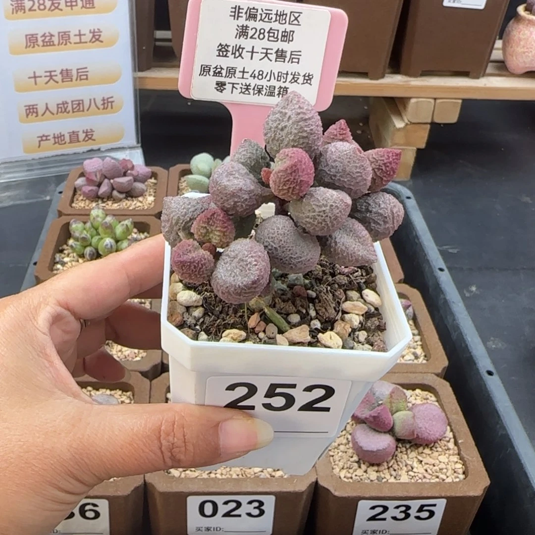 海***尚252水蜜桃多肉植物