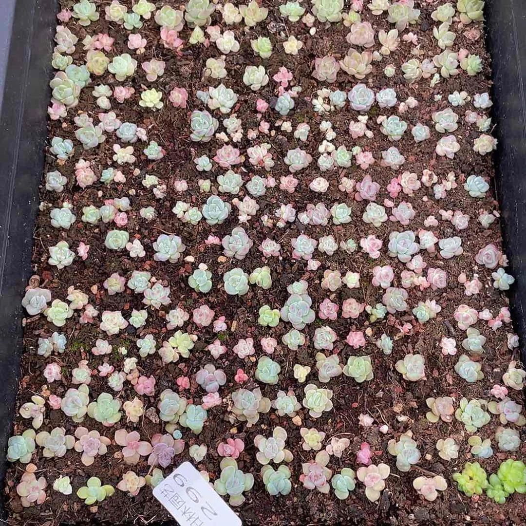 小*圆多肉植物多肉植物299