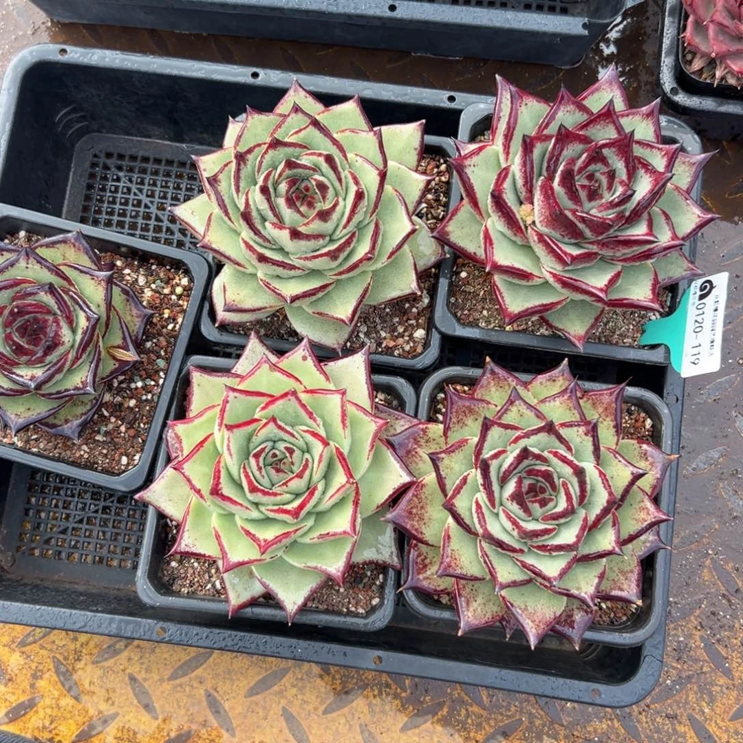 多肉一物一拍编号0120-119