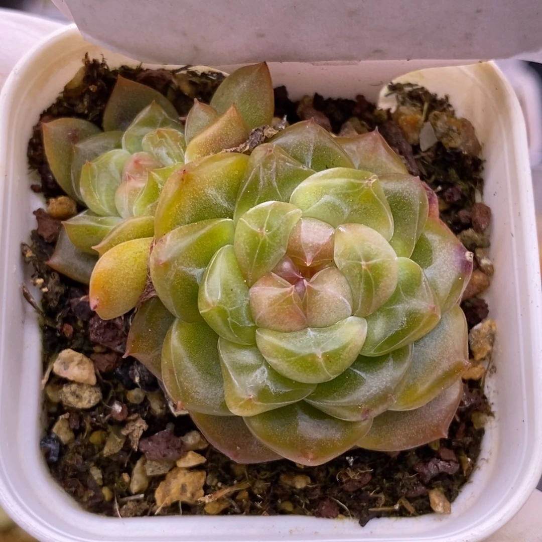 【闪购商品】05-63