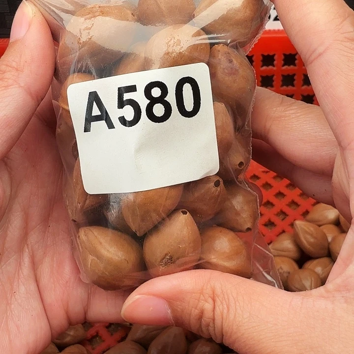 橄榄核手串/手链橄榄