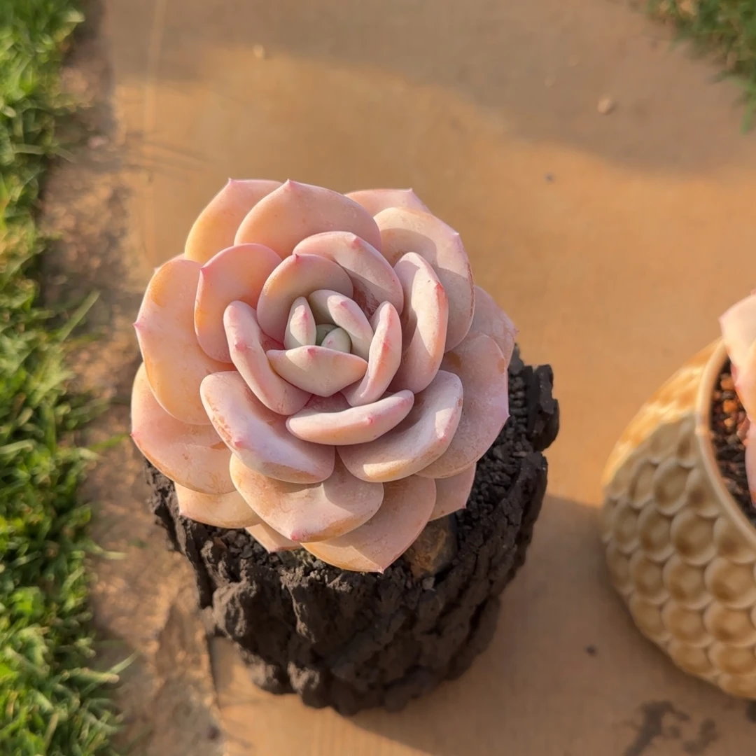 岁***好岁月静好姐姐多肉植物