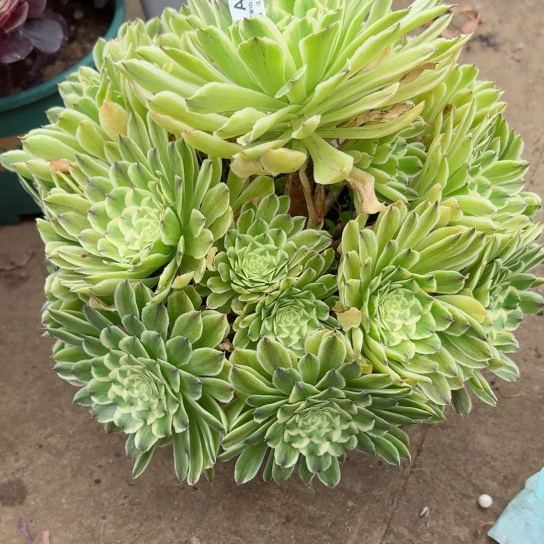 917碧浪多肉植物