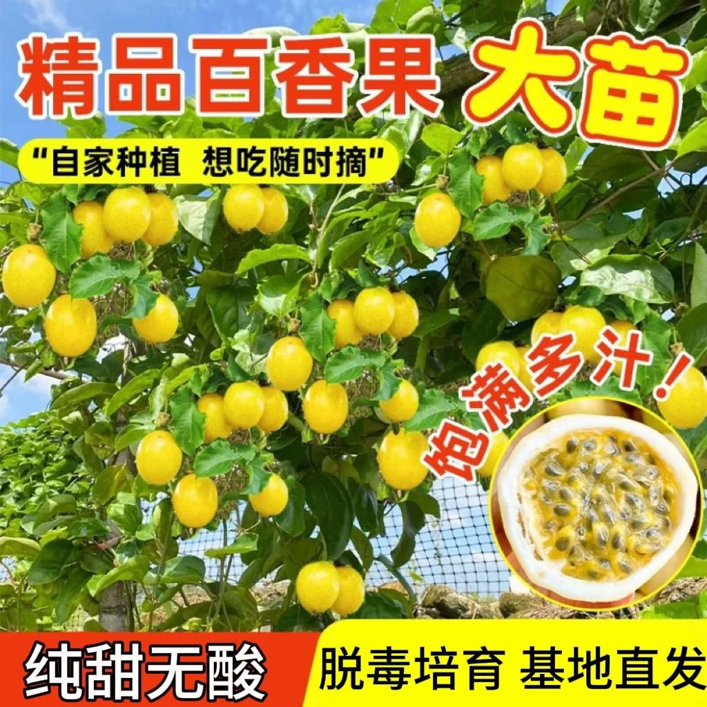 广西正宗黄金百香果嫁接苗9号纯甜品种当年结果盆栽地栽南方种植