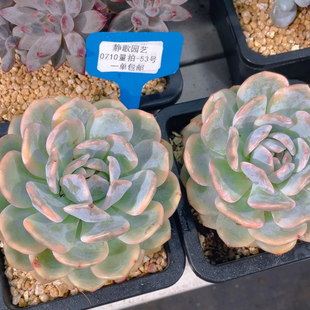 0710-53-梦露锦母本头一刻