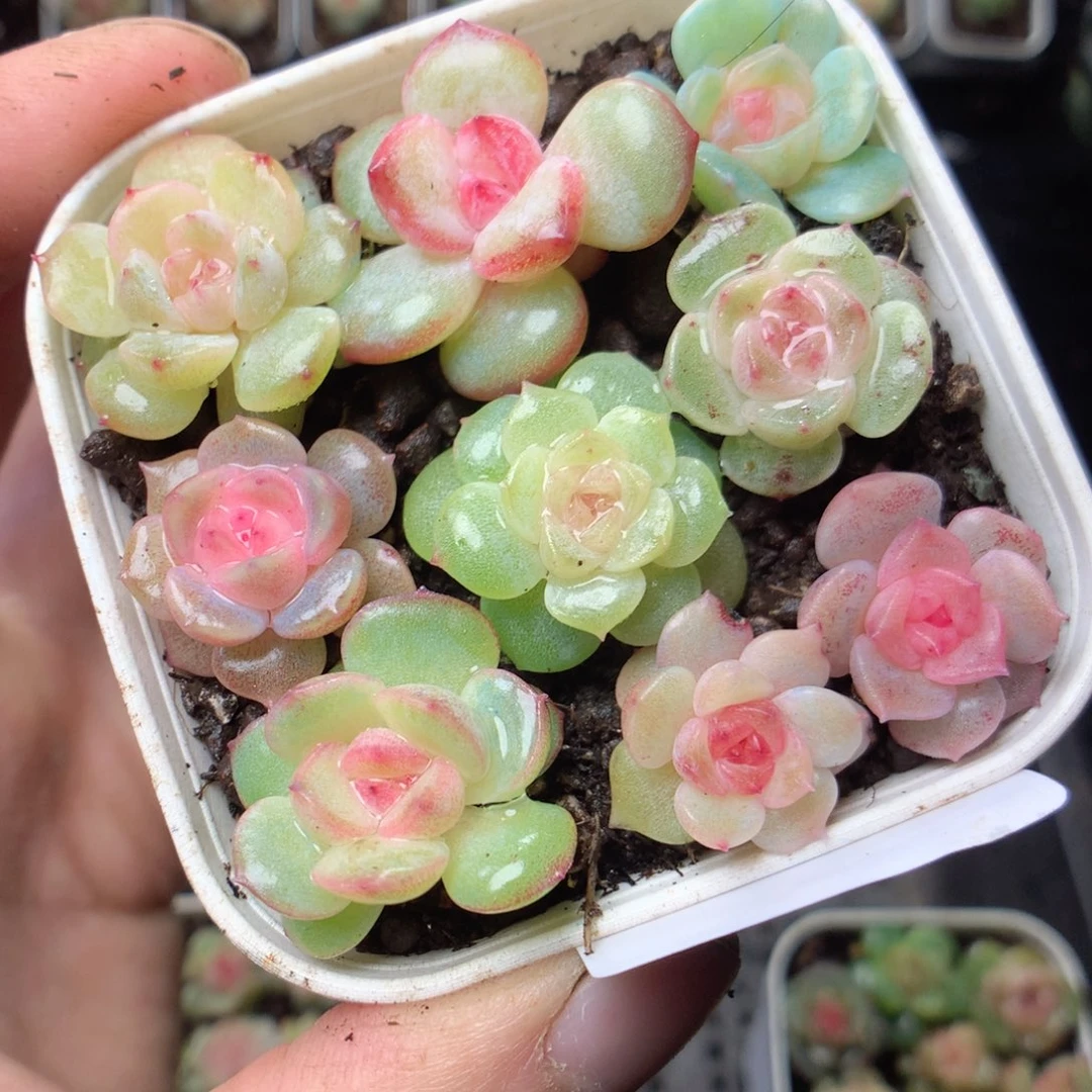 无花朵Q59gyyyyyyy