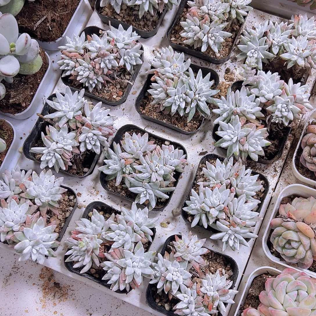 6到10头白菊19包邮