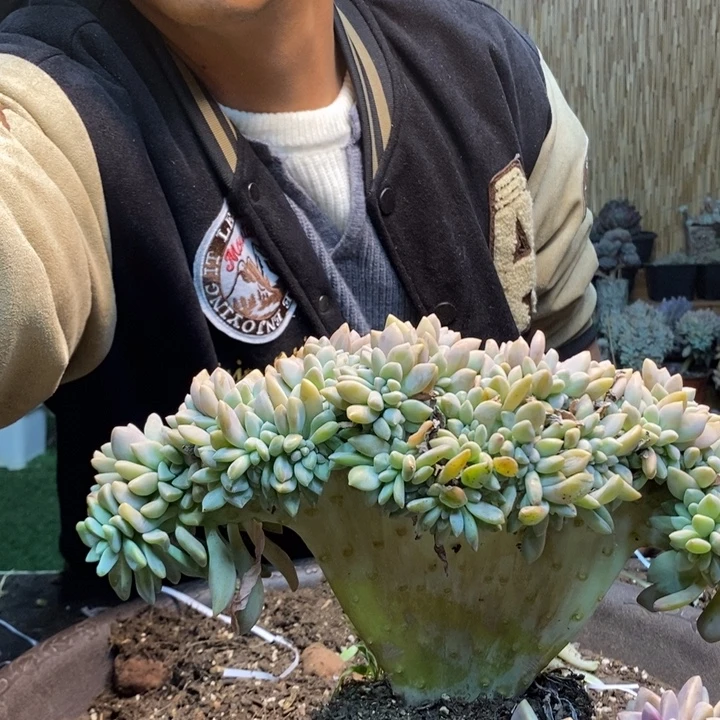 *****341 号淡雪多肉植物