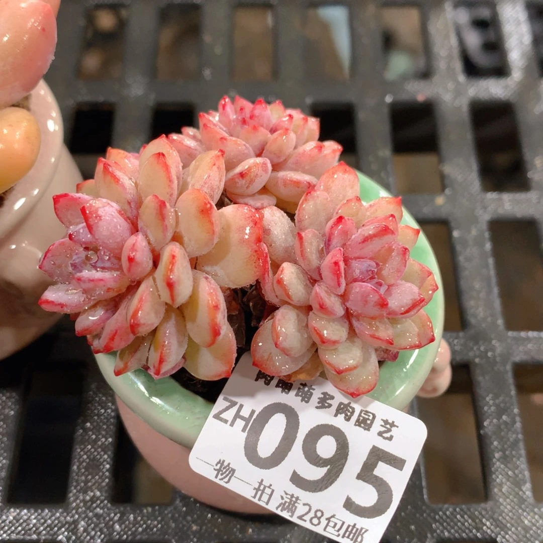 肉萌萌拇指盆精控多肉ZH095