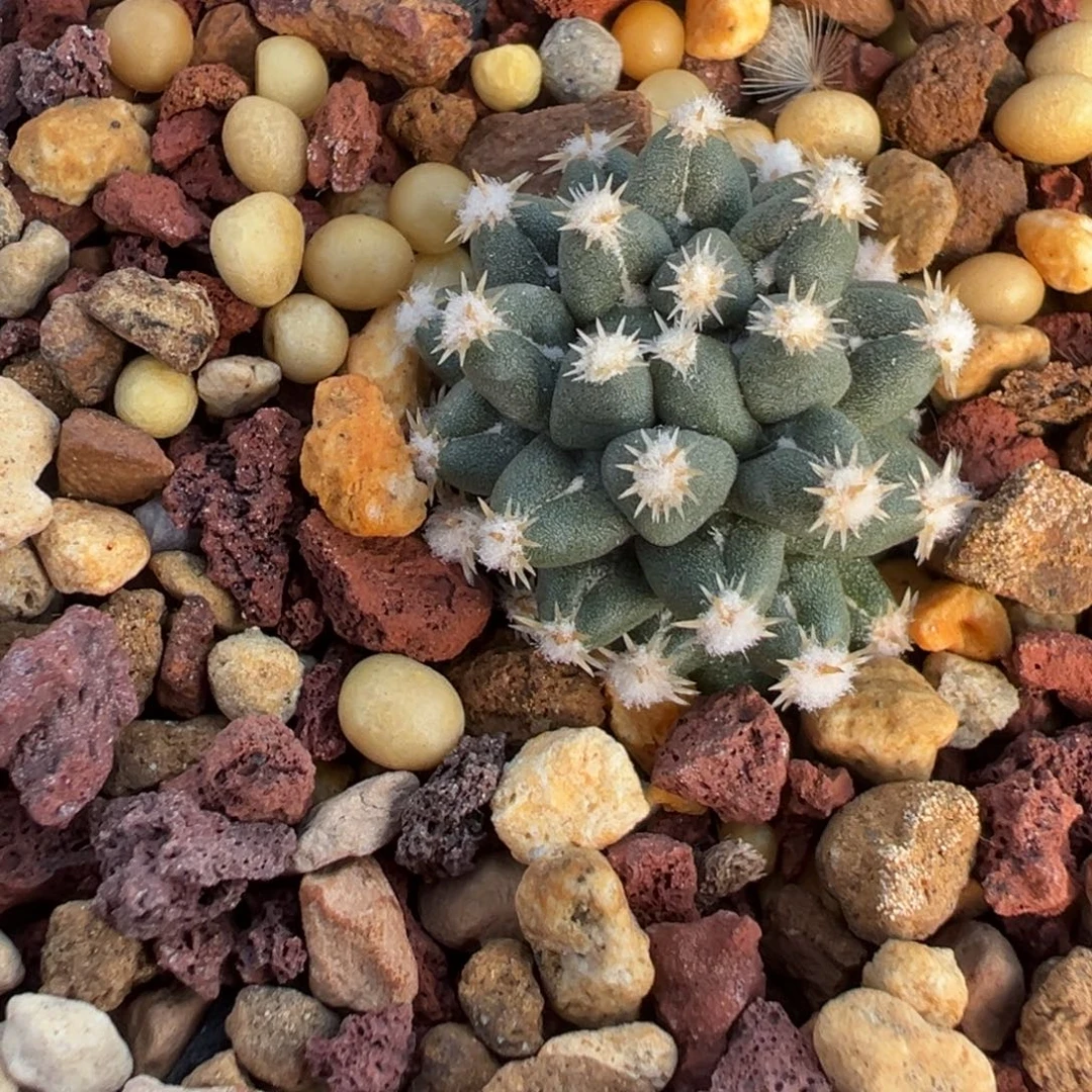 071实生根短豪刺给分丸多肉植物带盆土