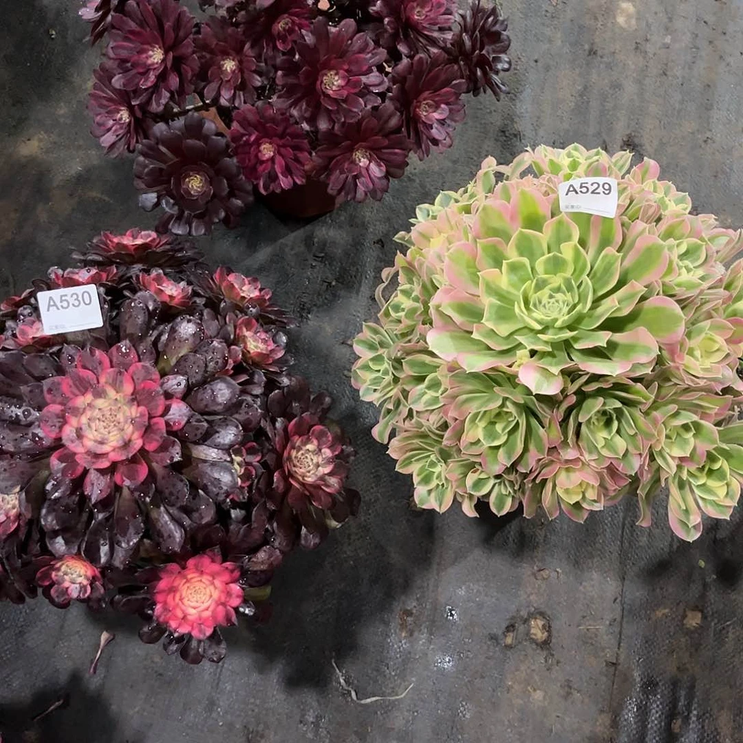 紫霞烟花白凤多肉植物529530531