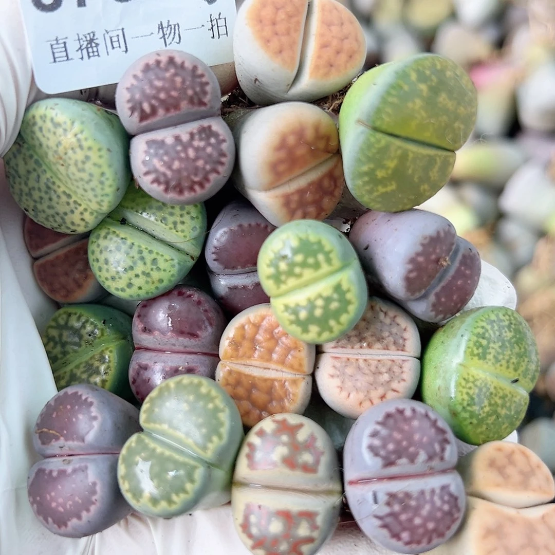 8737 好养易活生石花大母本20个1.5-2cm