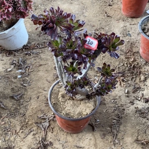 黑法师缀一物一拍