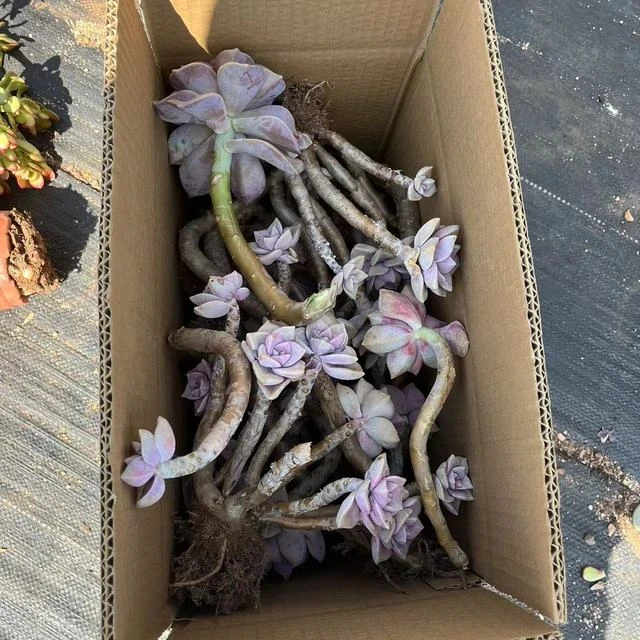 断头组合6号纸箱一箱包邮 断头紫乐4号纸箱一箱包邮