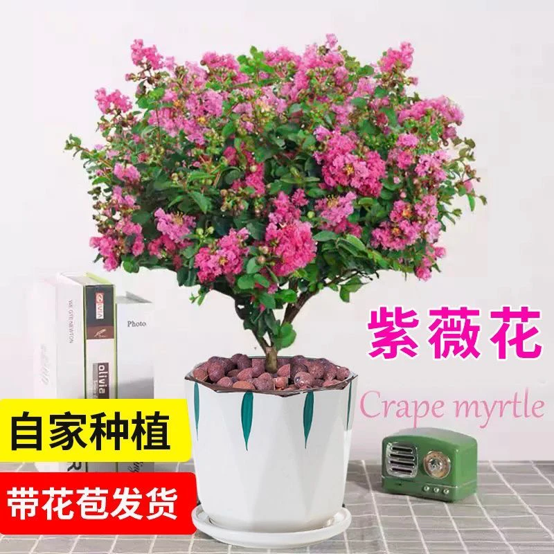 紫薇花盆栽带花苞百日红花卉耐高温适合阳台庭院种植