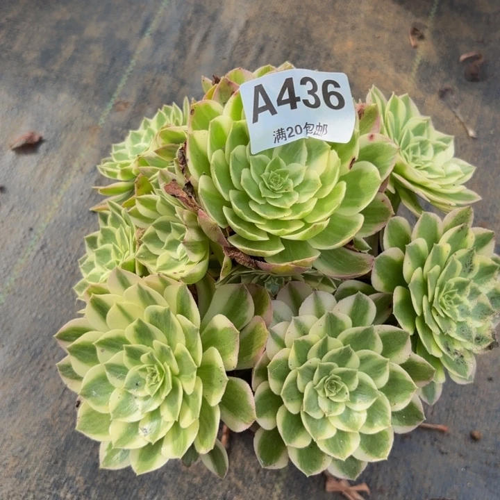 瑞妈多肉植物，436海王