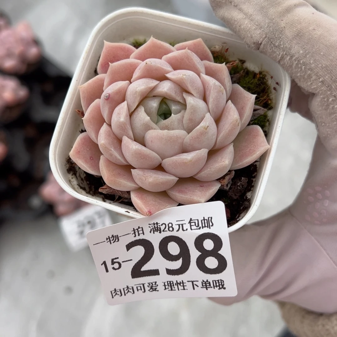 紫月影多肉多肉多肉多肉