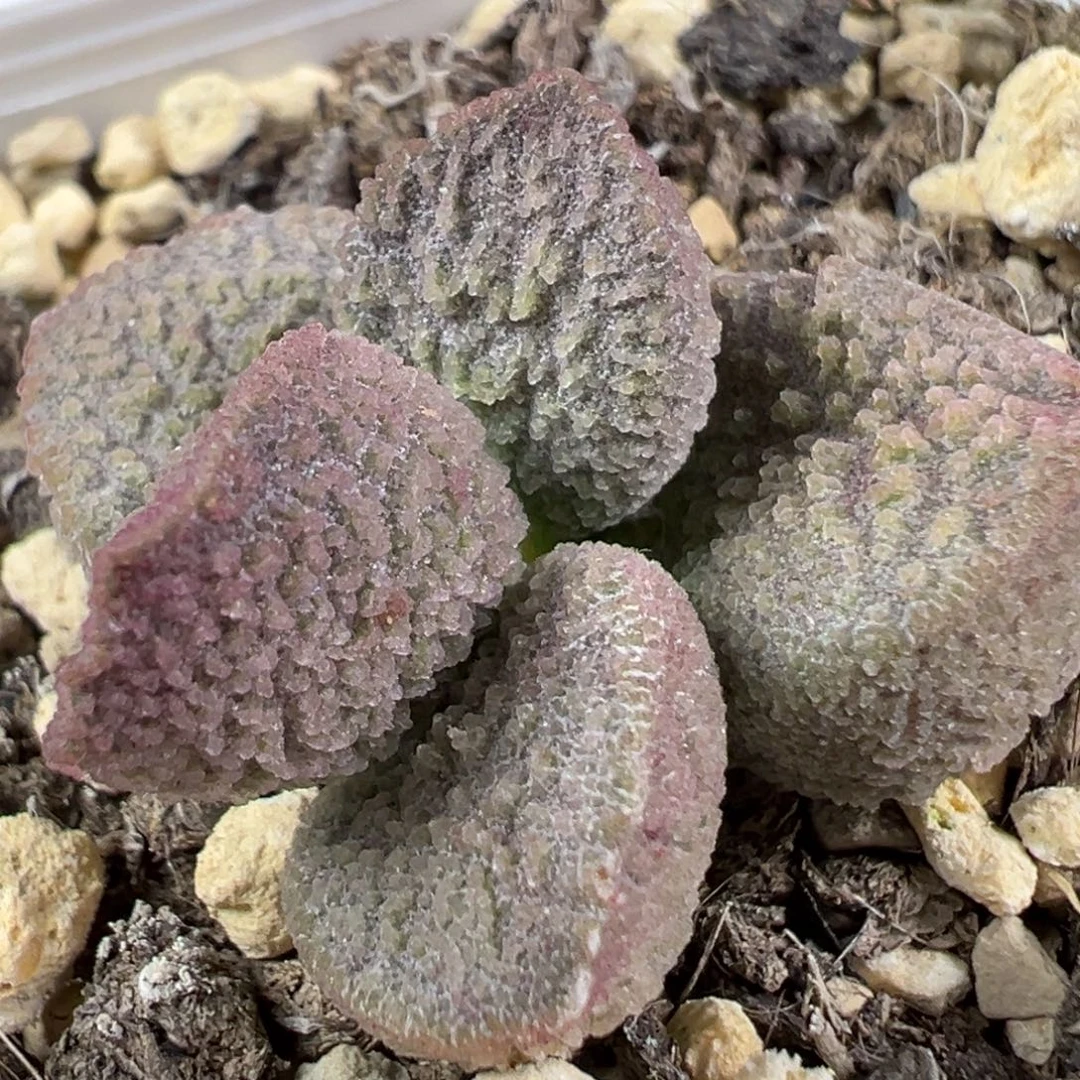 w嫩色系冰晶颗粒款实生新品