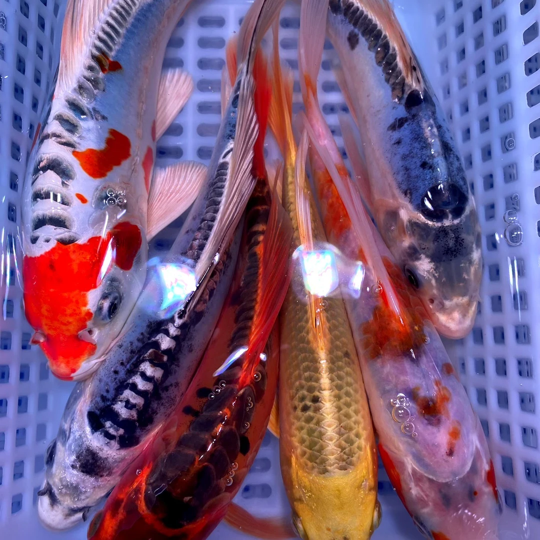 【17尾】大锦鲤 德国血统鲤鱼7-9公分 花色丰富 渔场发货
