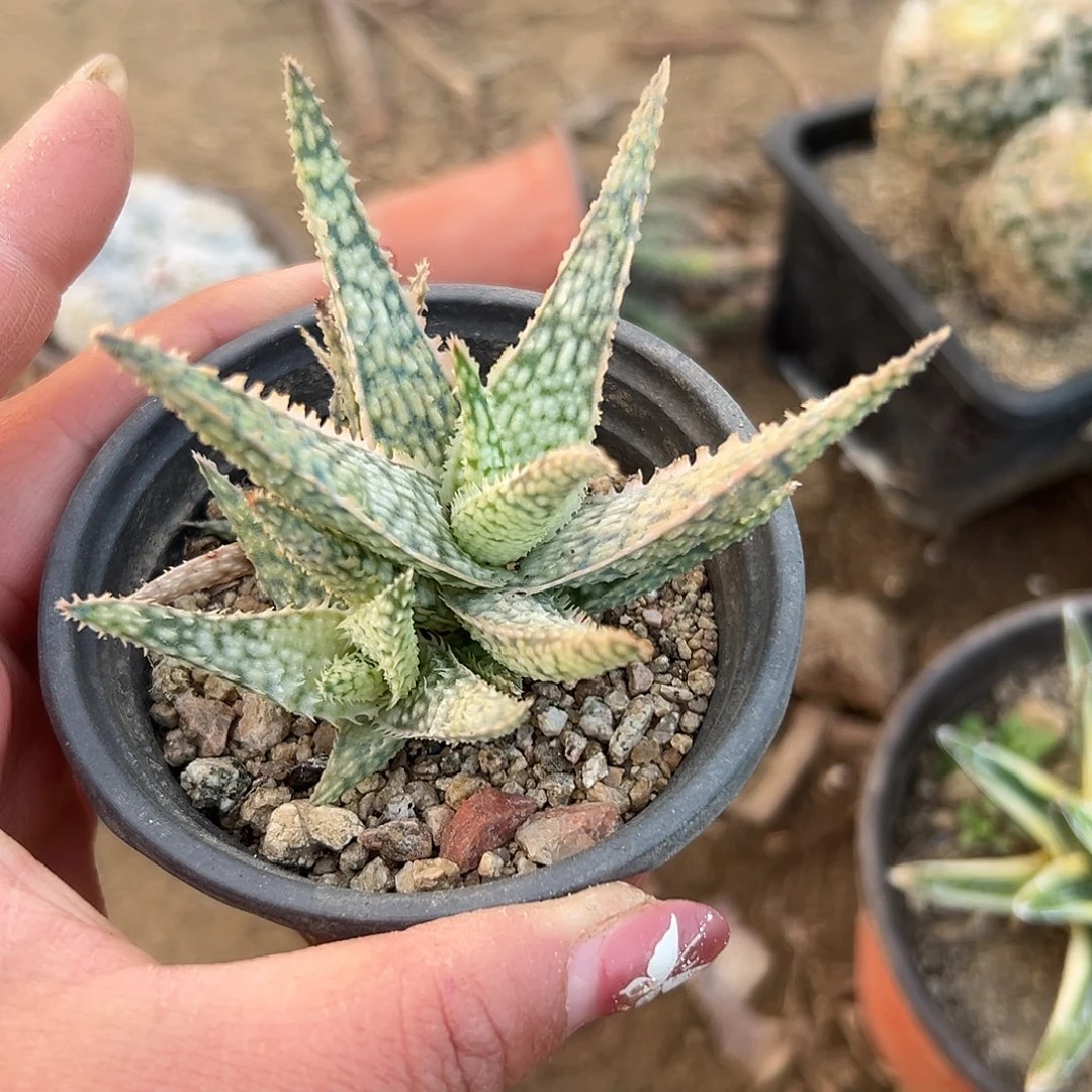 多肉植物多肉植物