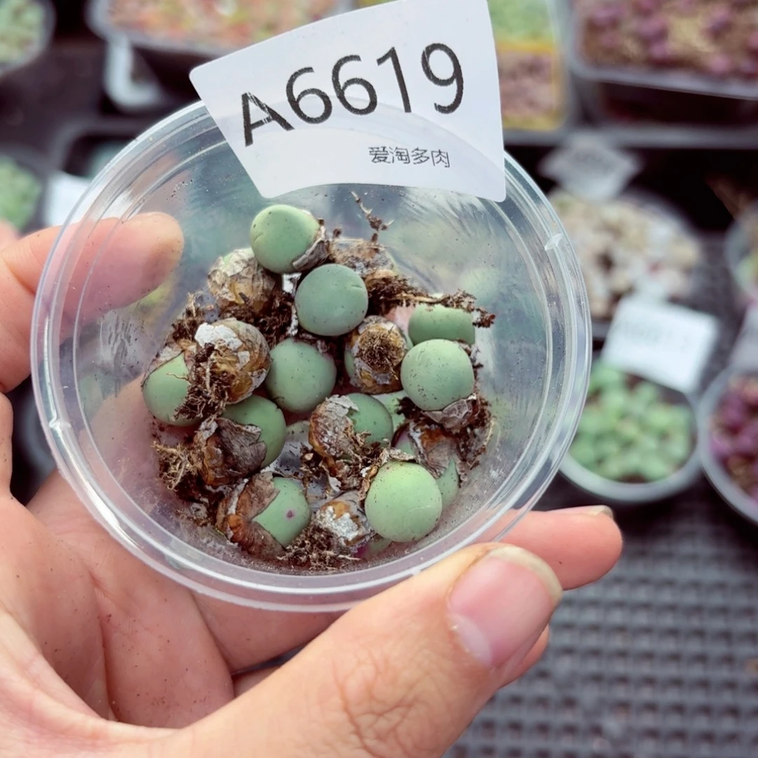 6619–生石花 生石花