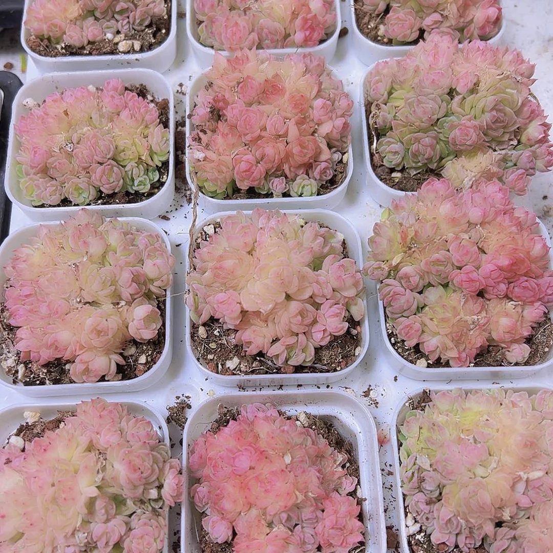 粉色麦秆超多头19包邮