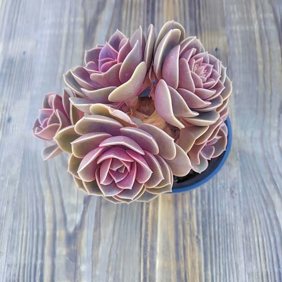 【欧版紫珍珠多肉  满9.9包邮】阳台露台绿植栽种养护