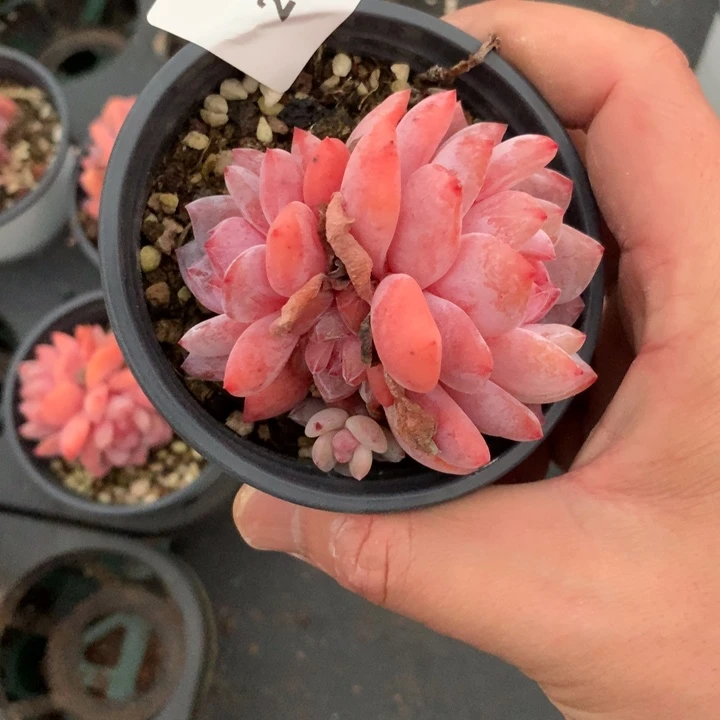 21号下午场，2043一颗