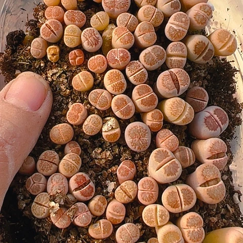 【闪购商品】24866