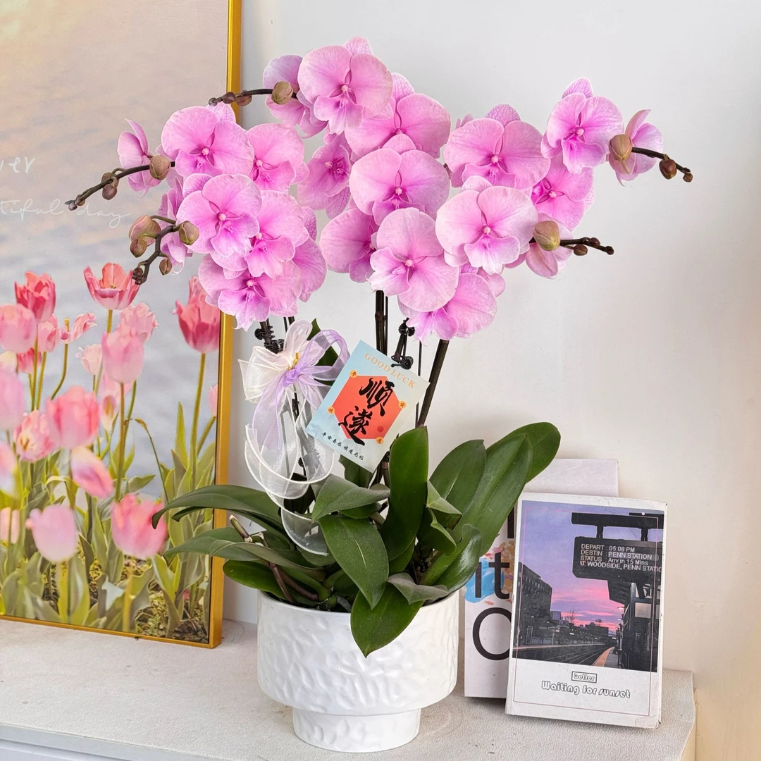 妗画【粉天使】半花 半花苞橙色优雅高贵系列蝴蝶兰 好养基地直发