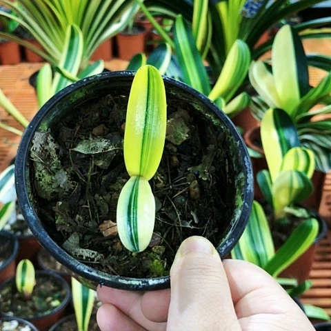 【闪购商品】淘**妖