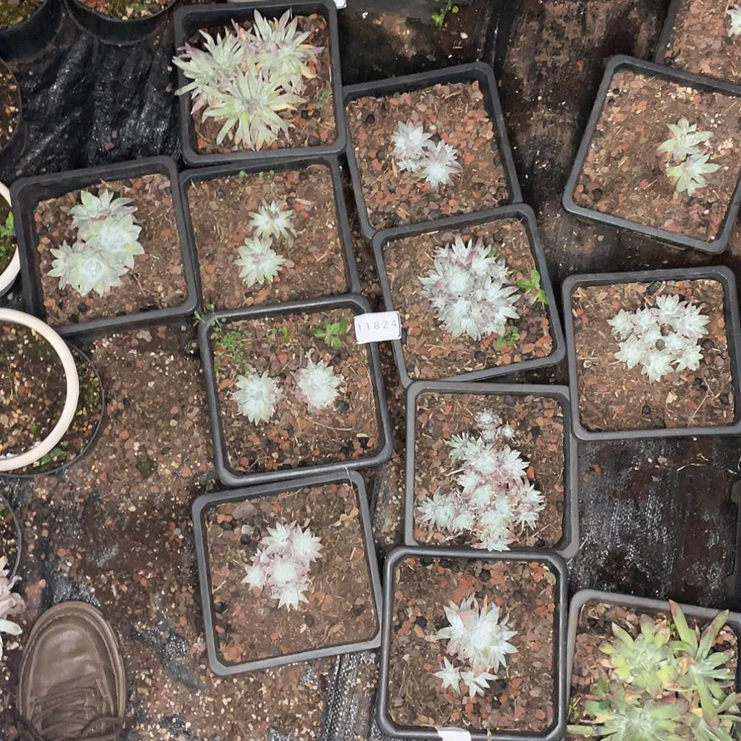 10特价不售后11824