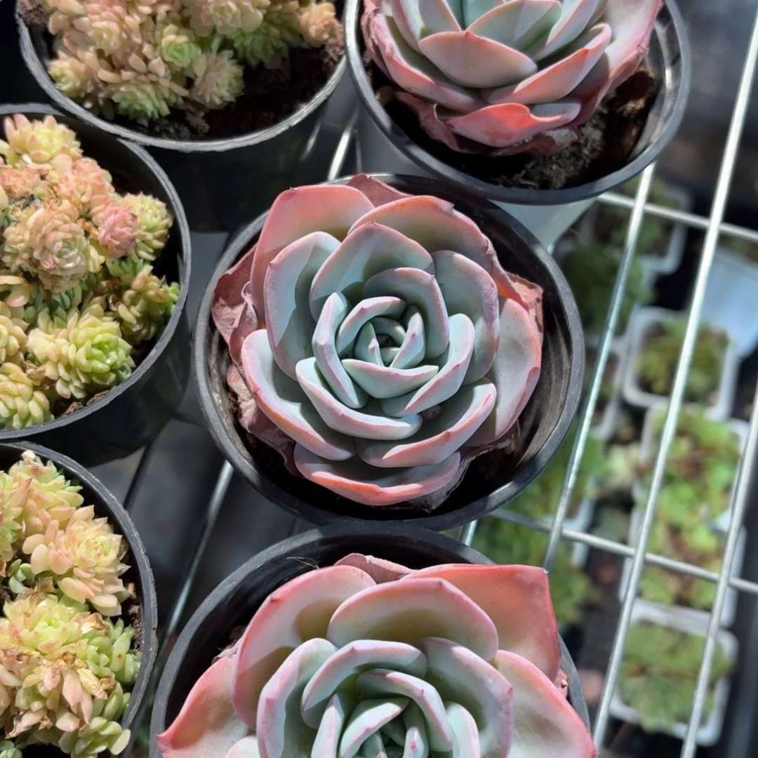 露****布鲁蓝多肉9㎝盆3盆一组特价