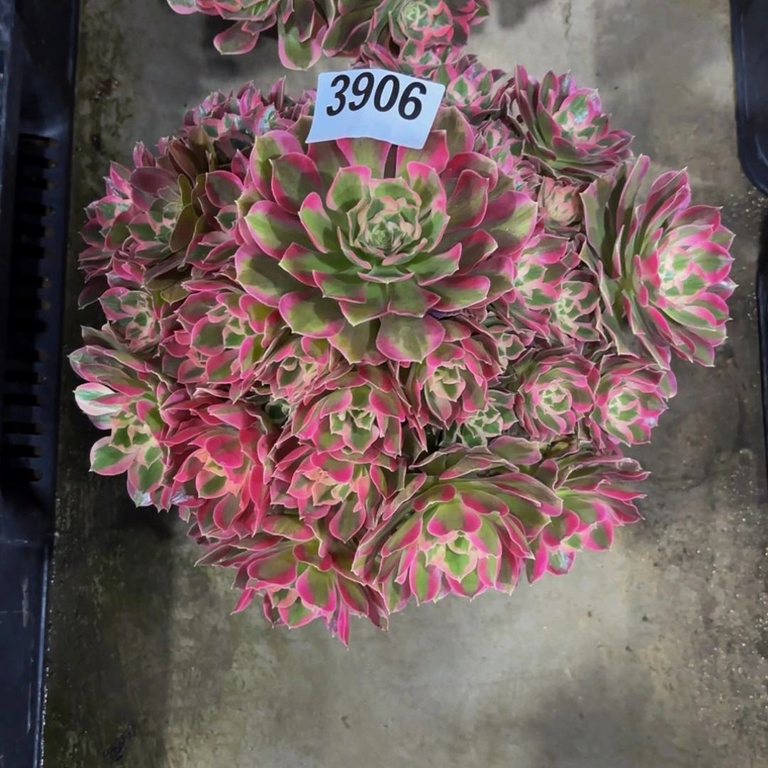 玉****无花朵3906二代妖月1111111