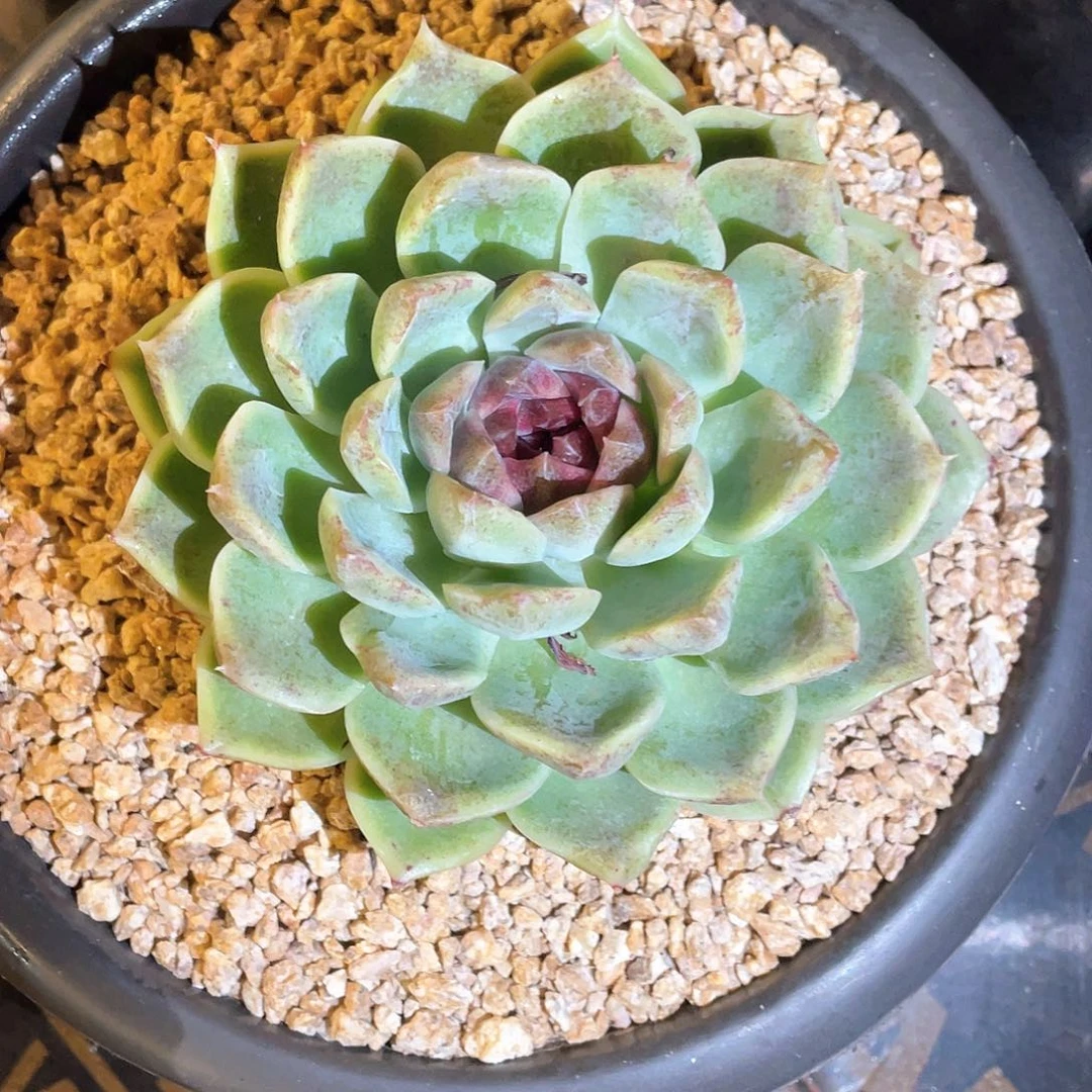 多肉植物一物一拍